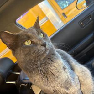 Image of Totoro, Lost Cat