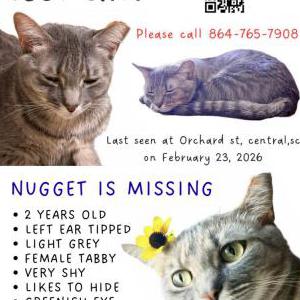 Image of Nugget, Lost Cat