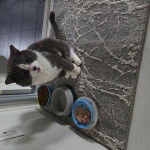 Lost Cat Buddy