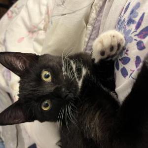 Image of Paddy, Lost Cat