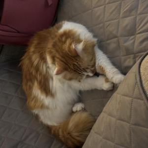 Image of Leo, Lost Cat
