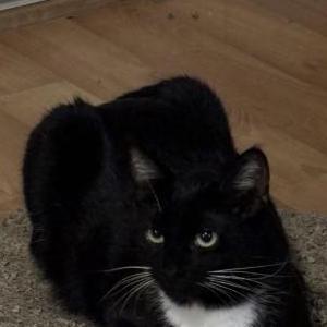 Image of Luna, Lost Cat