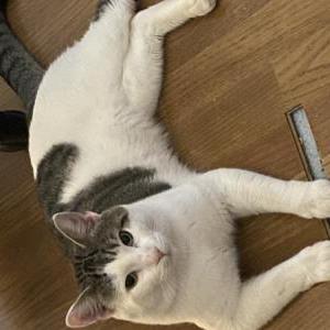 Image of Micket, Lost Cat
