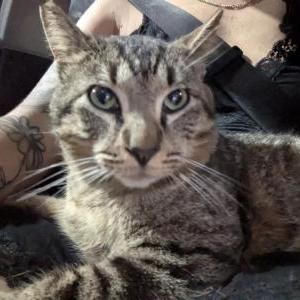 Lost Cat Nawlee
