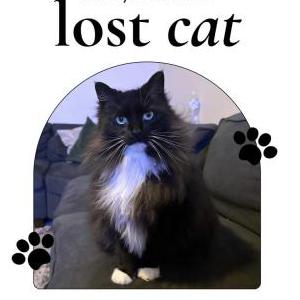 Image of Tilly, Lost Cat