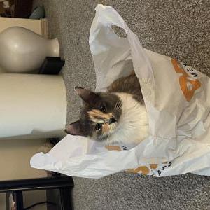 Lost Cat Cici