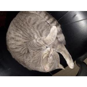 Image of Greyson, Lost Cat