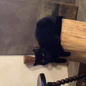 Image of Bear, Lost Cat
