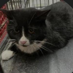 Image of Oreo, Lost Cat