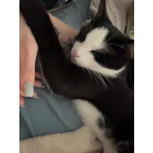 Image of Tails, Lost Cat