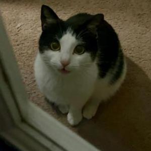 Found Cat Unknown