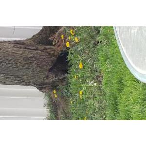 Lost Cat Roscoe