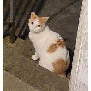 Image of Boo, Lost Cat