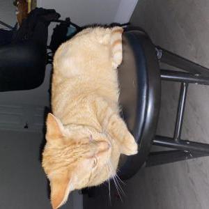 Lost Cat Pancake