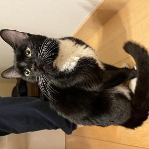 Found Cat Unknown