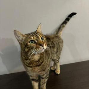 Lost Cat Izabel