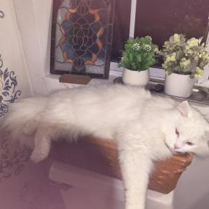 Image of Blue, Lost Cat