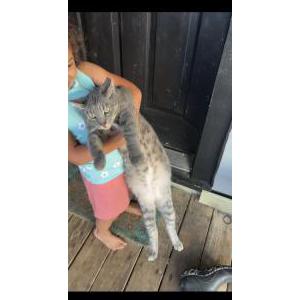 Image of Elsa, Lost Cat