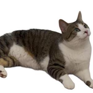 Lost Cat Felix