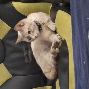Image of Hevan, Lost Cat