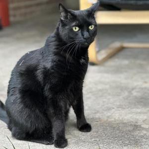 Lost Cat Nugget