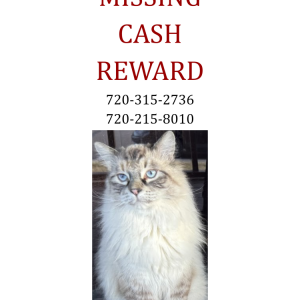 Lost Cat Nyx