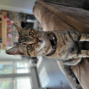 Lost Cat Tully