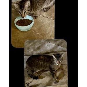 Image of Uknown, Found Cat