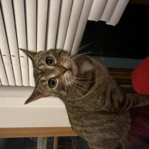 Found Cat Unknown