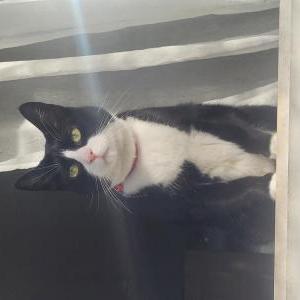 Lost Cat Masha