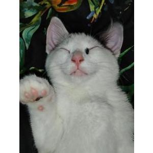 Lost Cat Fefe