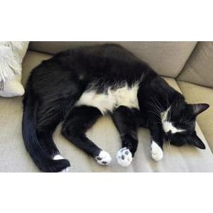 Lost Cat Mr. C