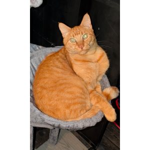 Image of Major, Lost Cat