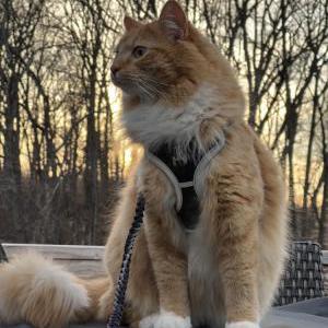 Image of Checkers, Lost Cat