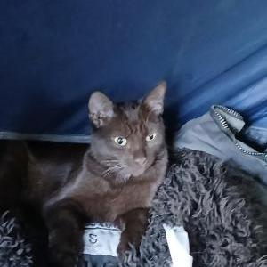 Image of Leira Brown, Lost Cat
