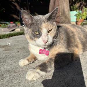 Image of Phoebe, Lost Cat