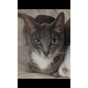 Image of Chester, Lost Cat