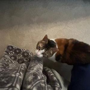 Image of Scaredy, Lost Cat