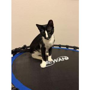 Found Cat Unknown