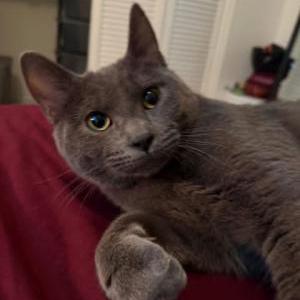 Lost Cat Scoops