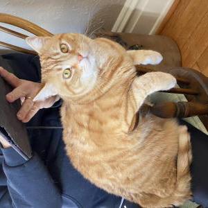 Image of Buster, Lost Cat