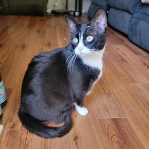 Lost Cat Mei