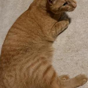 Image of Unknown, Found Cat