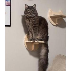 Image of Yori, Lost Cat