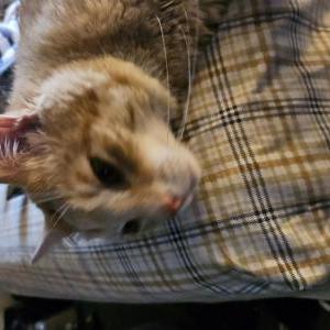 Image of Buddy, Lost Cat