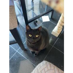 Image of Bean, Lost Cat