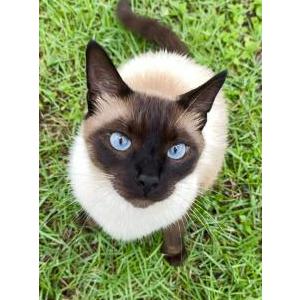 Lost Cat Stinker