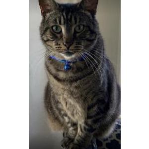 Image of Macavity, Lost Cat