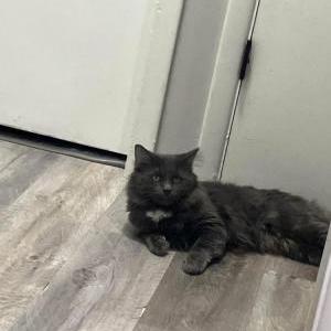 Image of Griffie, Lost Cat