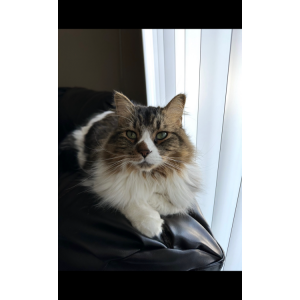 Image of Java, Lost Cat